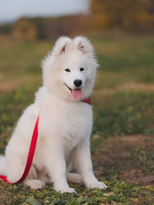 Samoyed