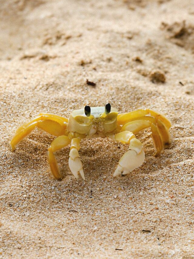 cropped-flipper-crab.jpg