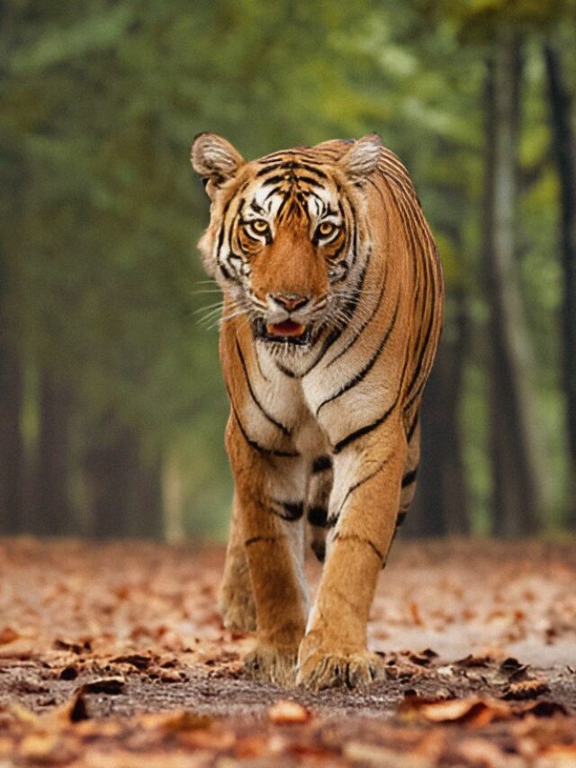 tiger