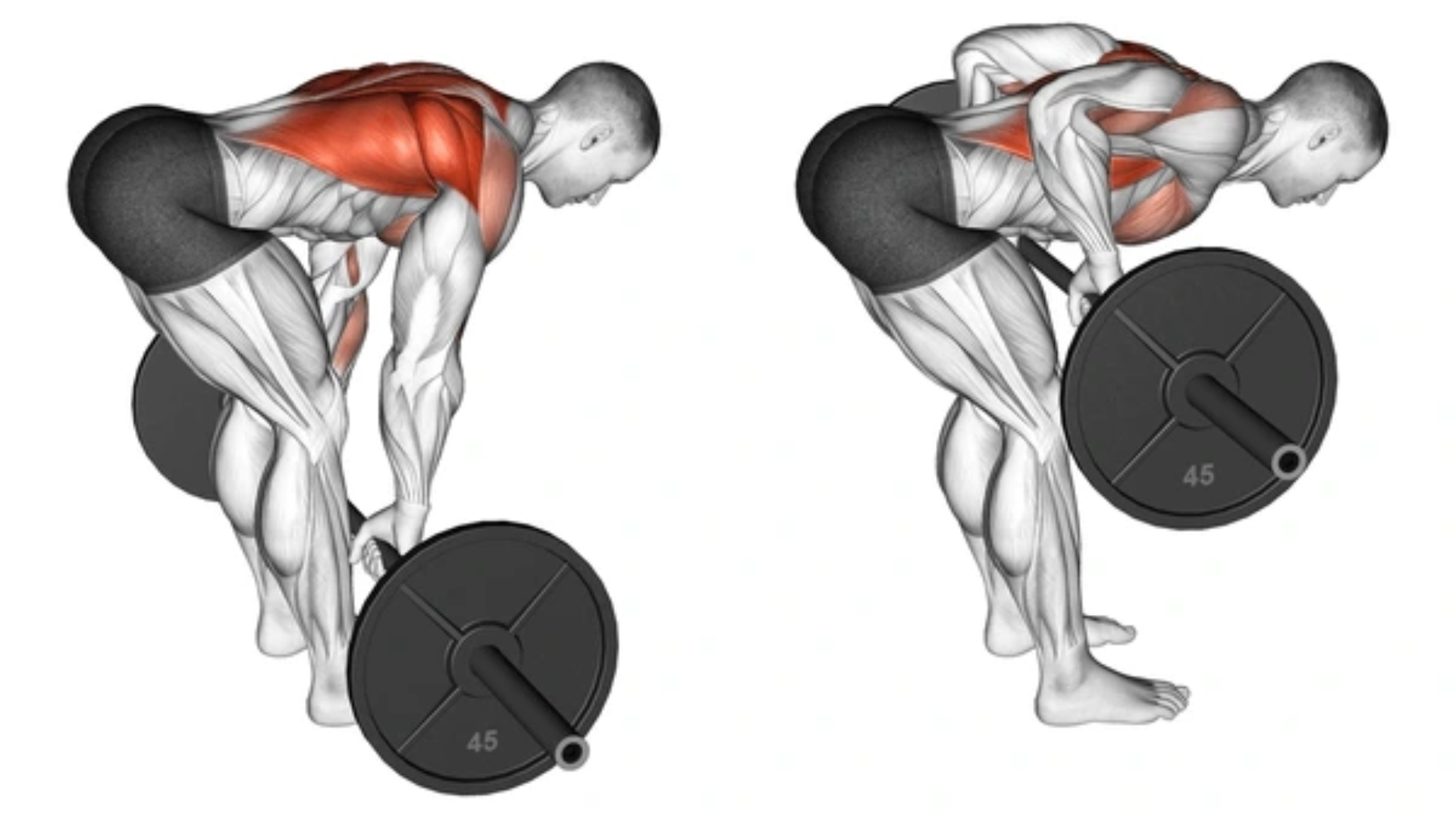 Barbell Row for Upper and Middle Back Strength