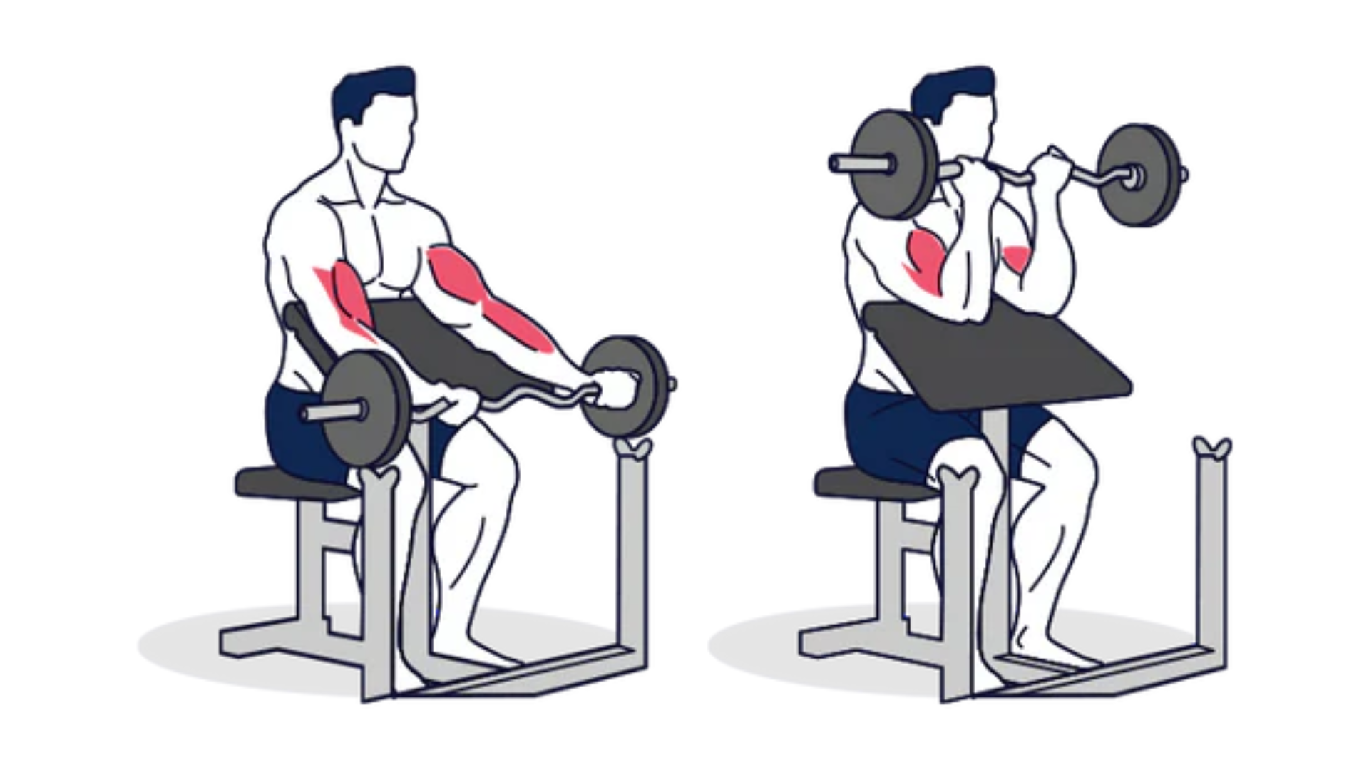 The Preacher Curl might just be the prescription, barbell or EZ bar, for zeroing in on these biceps, particularly the lower portions. How does one do it properly? What are some pointers that make this exercise effective