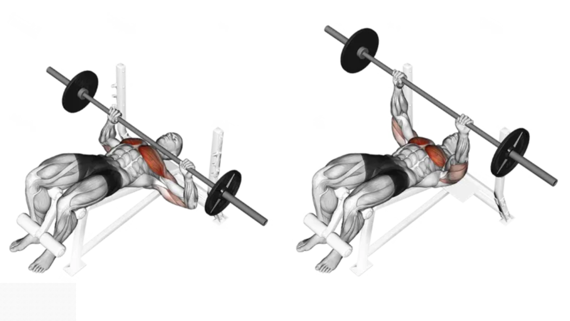 If you're serious about building a well-rounded chest, you can't skip the lower portion. The Decline Barbell Bench Press is a go-to exercise for targeting those hard-to-reach lower chest muscles.