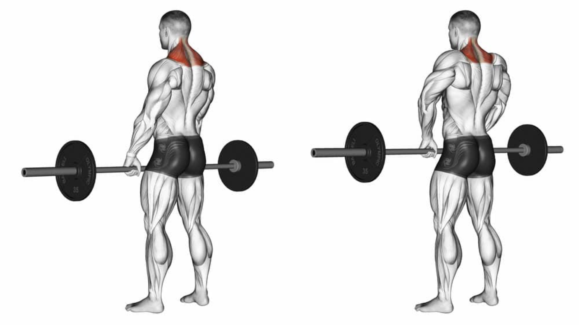 This simple exercise is primarily designed to target the trapezius muscles, those that sit like a cape across the upper part of your back. Whether you're lifting weights for aesthetics or functional strength, nailing the barbell shrug is a must.